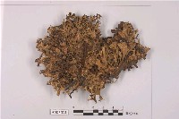 藏品(冰島衣)的圖片